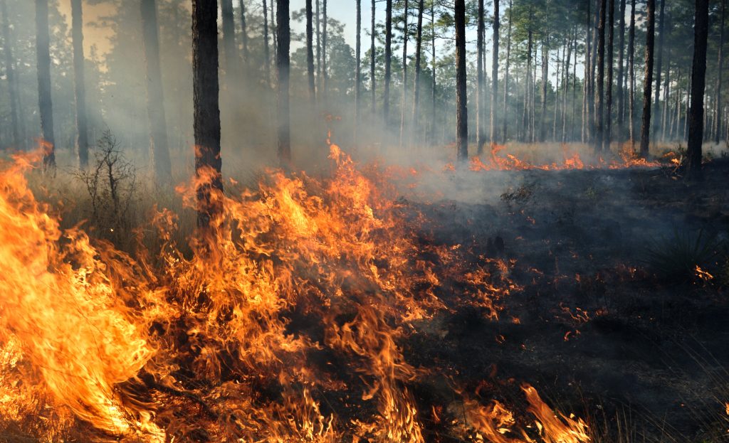 Feu de forêt 